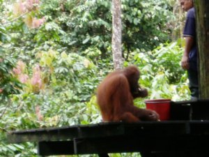 Female Orangutan eating at SORC