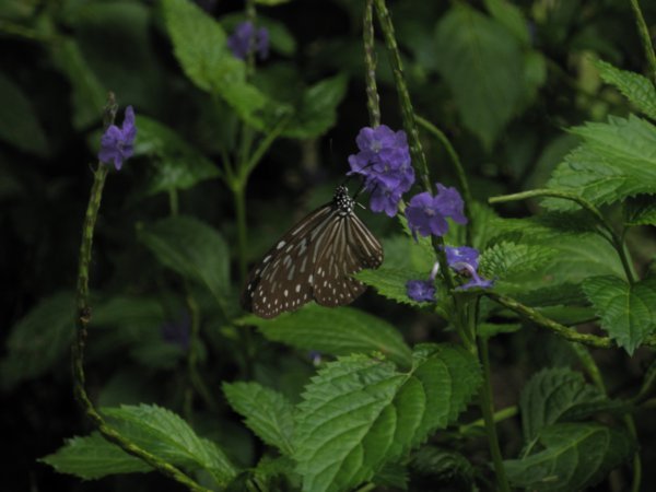 Butterfly at Poring