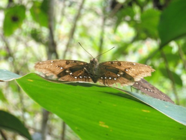 Butterfly at Poring 1