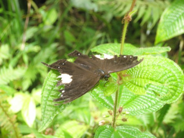 Butterfly at Poring 2