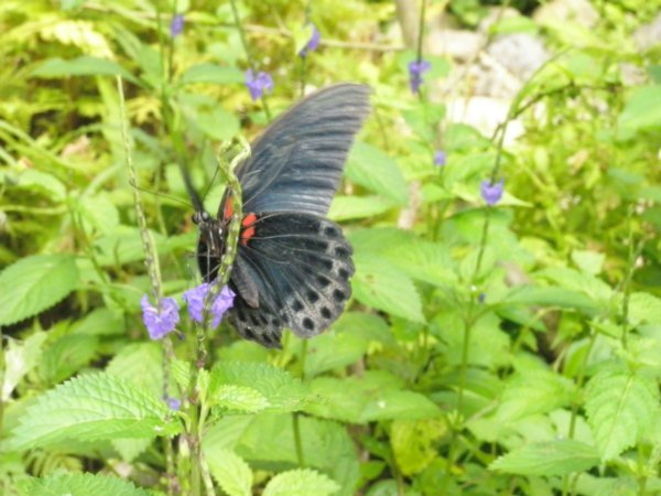 Butterfly at Poring 3