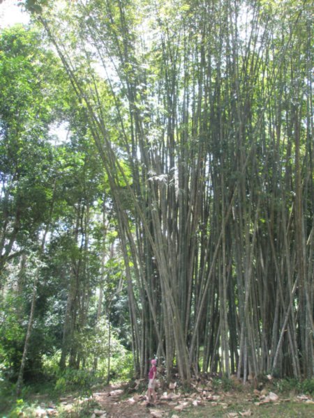 Melissa next to Bamboo trees
