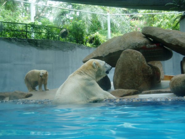 Polar Bear at Zoo
