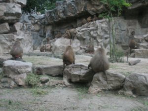 Baboon enclosure