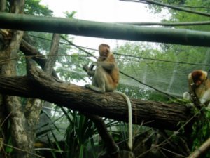 Proboscis Monkey at Singapore zoo