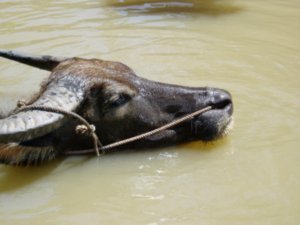 Water Buffalo in Mekong Delta