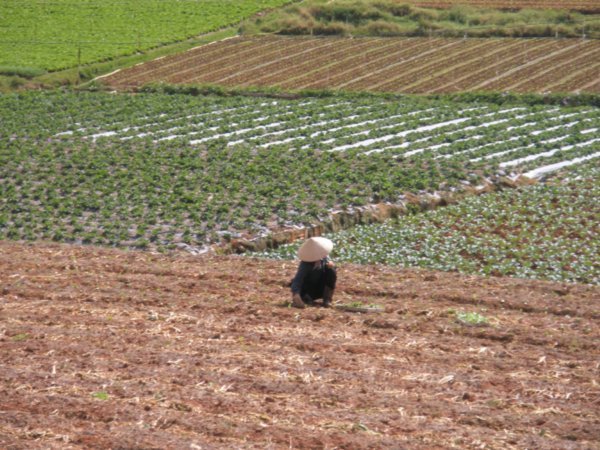 Vietnamese farmer working near Dalat