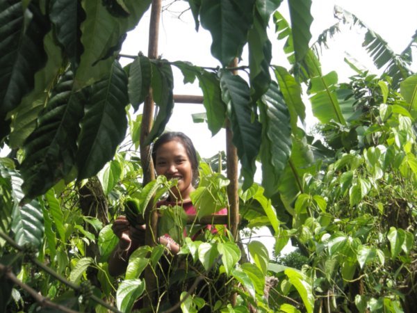 This woman was pruning an Arabica Coffee tree
