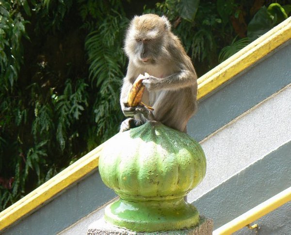 Original: monkey with a banana