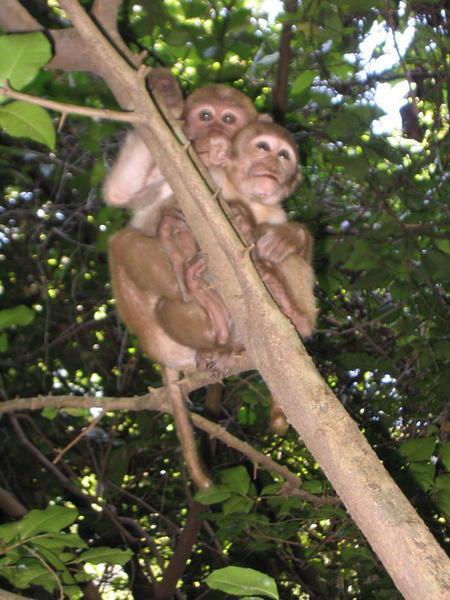 Baby Monkeys!