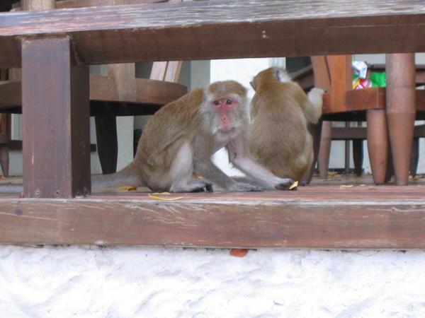 Monkeys on Pranang