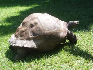 Australia Zoo - tortoise