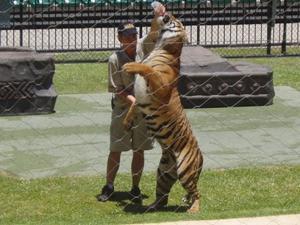 Australia Zoo - tiger