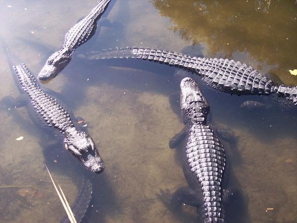 The Alligator Farm