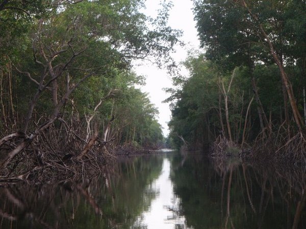 Caroni Swamp
