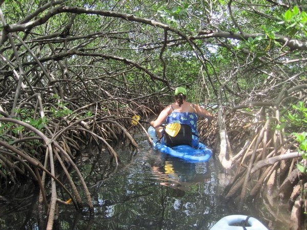 In the Heart of the Mangroves