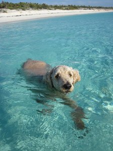 The Salty Dog The Salty Dog