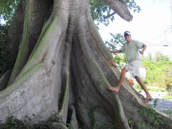 Jay Climbing In The Tree
