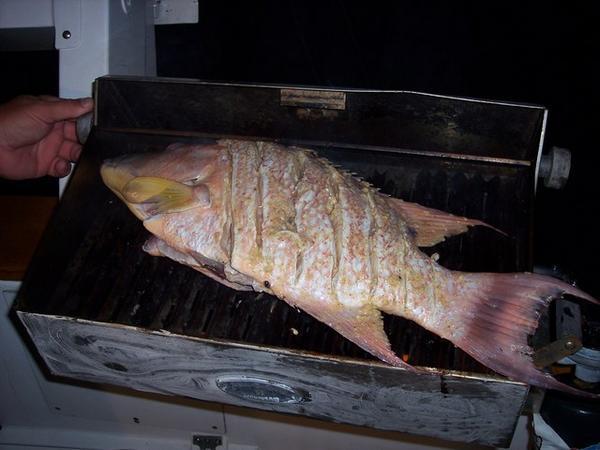 Fish on the Grill