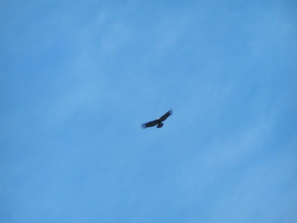 A Condor