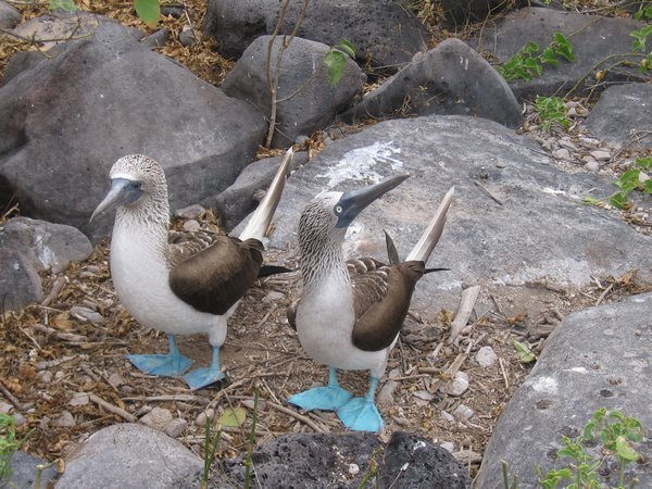 Blue footed boobies