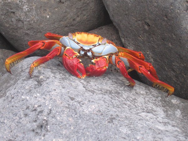 krabbetje