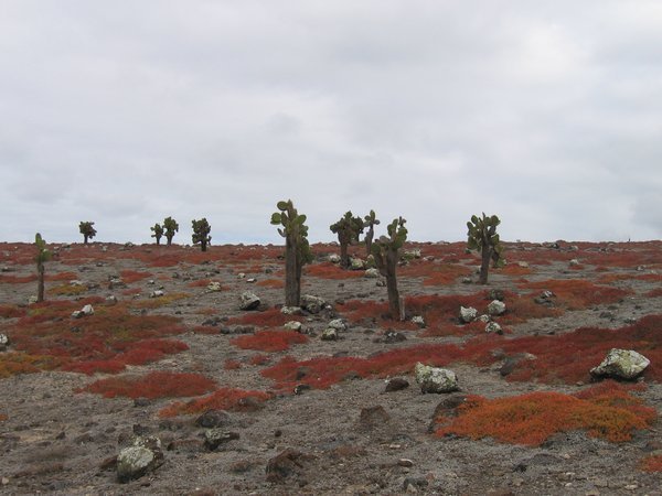 Stenen en cactusbomen