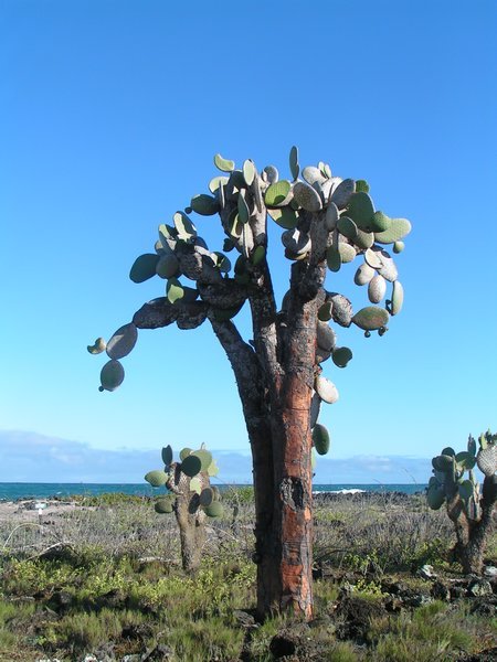 Cactusboom