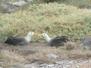 Kussende Albatrossen