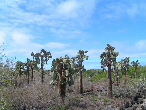 Cactusbomen