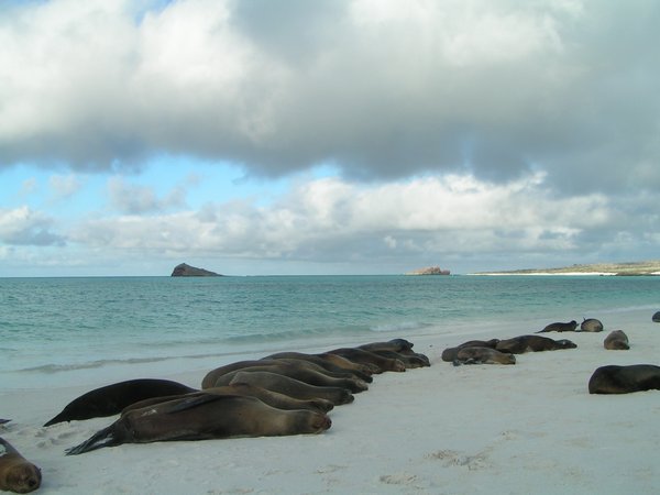 Strand vol zeeleeuwen