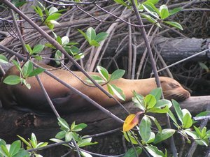Slapende zeeleeuw, zelfs in de mangrove