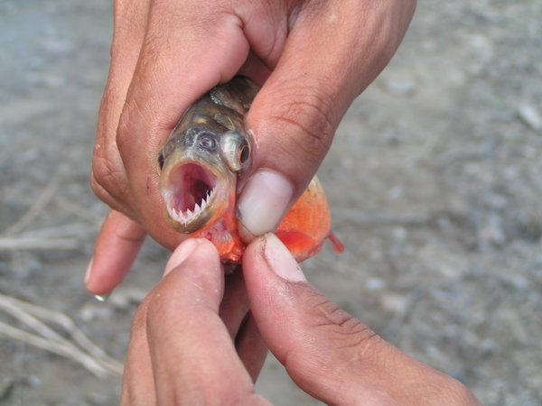 vis met tanden