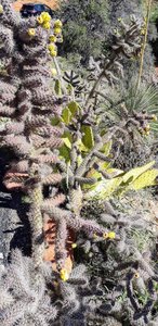 Sedona cactus