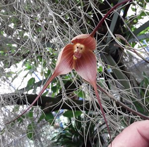 Satan Orchid