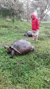 Tortoise in the wild