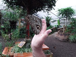 Mindo owl butterfly.