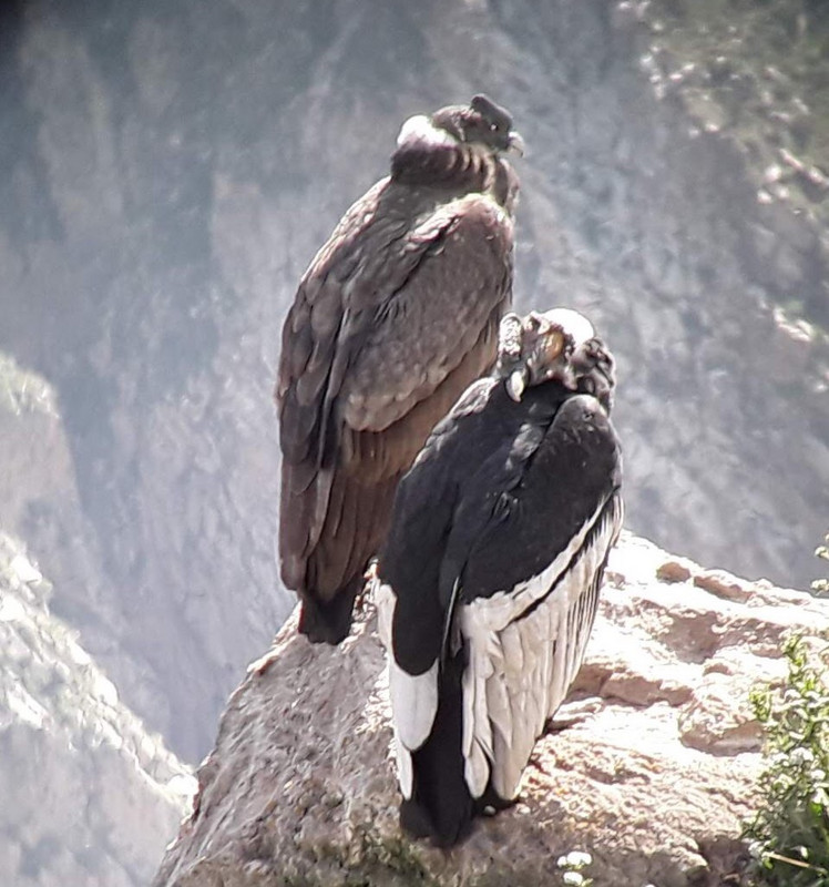 Colca Canyon Condors