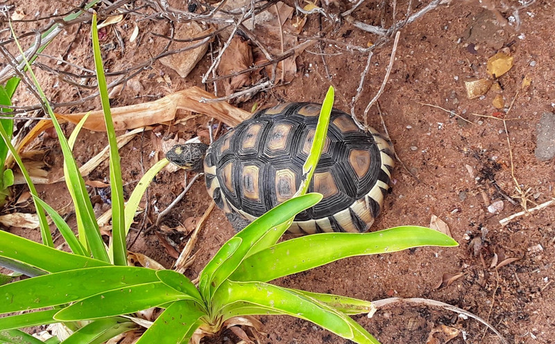 Local tortoise