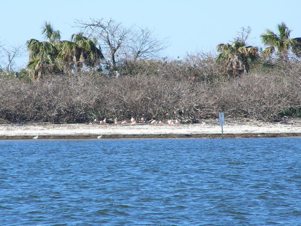 wild flamingos