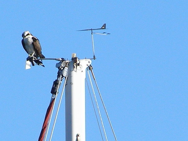 osprey