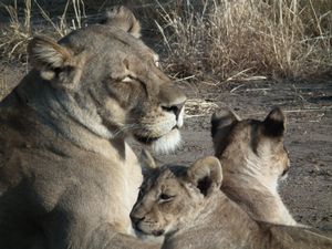 lion & cubs