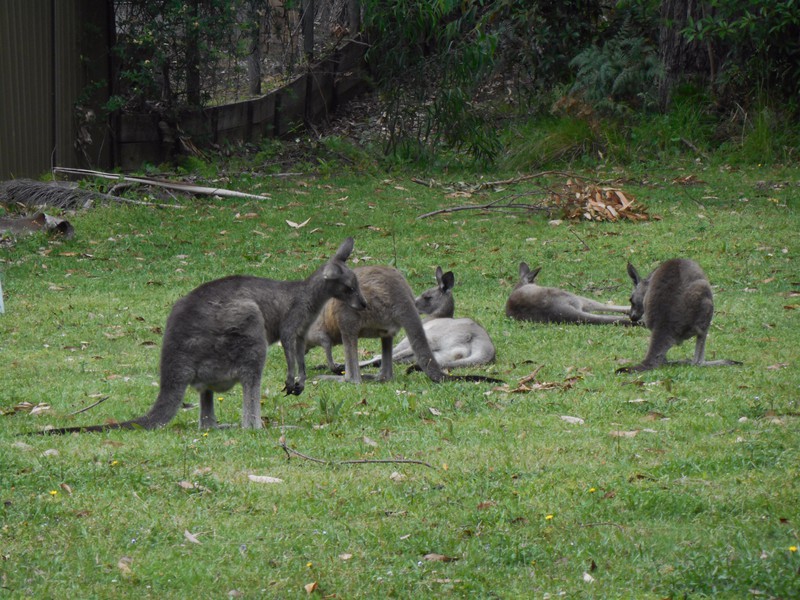 Grey kangaroos