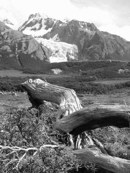 Dead wood and glacier Fitz Roy Este