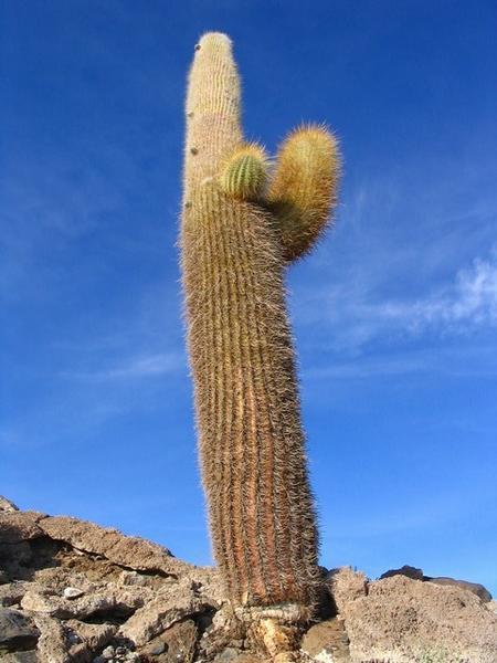 Cactus and Sky
