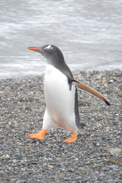 Papua Pinguin