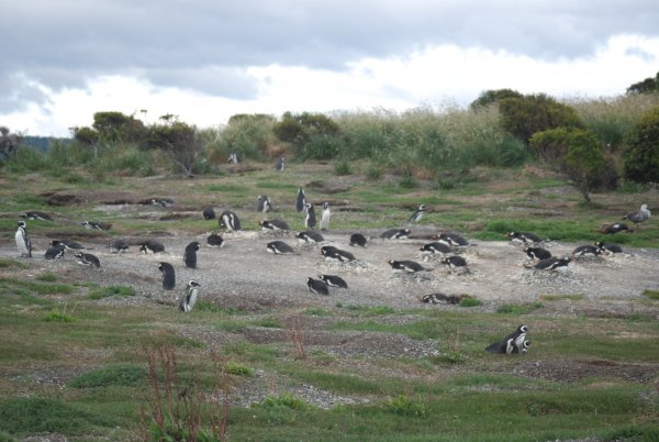 Papua en Magallenico Pinguins