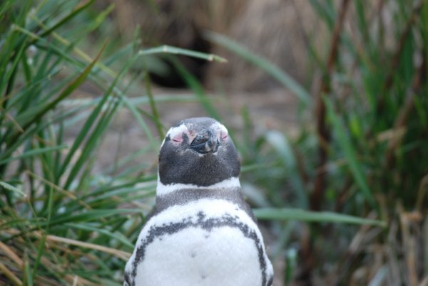 Magallenico Pinguin