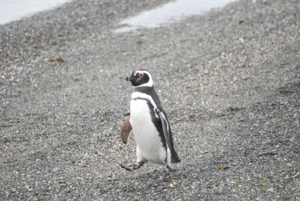 Magallenico Pinguin