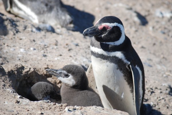 Magallenico Pinguin met baby